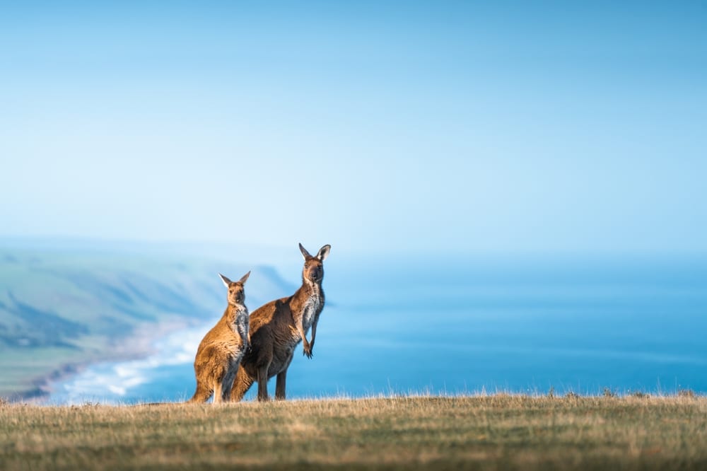 A,Kangaroo,At,Deep,Creek,,South,Australia